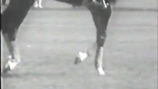 Josef Neckermann Training at home 19591960 [upl. by Claresta]