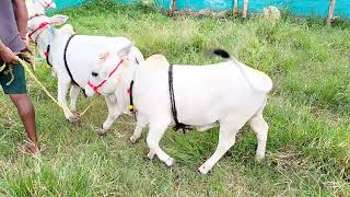 pure punganur cows for sale 7993104742 [upl. by Sulamith154]