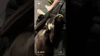 sillydoggo borador puppy doglover doglife dogshorts woof labrador shorts dogsofyoutube [upl. by Ellerahs511]