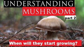 Understanding Mushrooms Part 2 [upl. by Dodie]