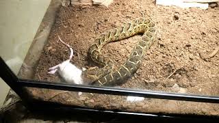 Puff Adder Live feeding 01 [upl. by Older879]