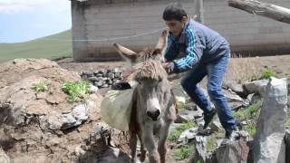 KIRAÇ Eşeği Saldım Çayıra KARS IĞDIR versiyonu çok KOMİK [upl. by Nomannic]