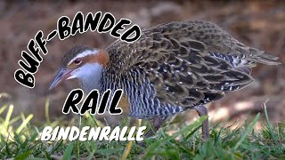 Buffbanded Rail Gallirallus philippensis 6 [upl. by Assi]