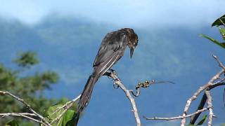 Quiscalus mexicanus  Greattailed Grackle female  Zanate hembra [upl. by Arreyt793]