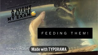 Feeding my Bichirs and Red tail catfish  Unplanned video [upl. by Mancino379]