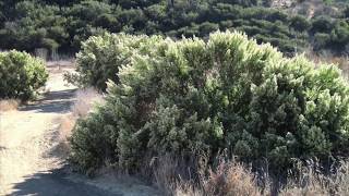 Baccharis pilularis coyote brush [upl. by Selma367]