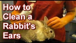 How to Clean a Rabbits Ears  Tai Wai Small Animal amp Exotic Veterinary Hospital [upl. by Buzzell]