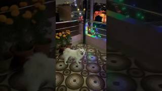 ♥️♥️dog spitz dogowner petowner doglover cute tiharspecial nepalifestival [upl. by Chaunce]