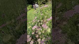 Foxgloves Bishopsslace and schnauzers exploringlifeandnature garden gardening naturelovers [upl. by Orbadiah]