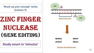 Zinc Finger Nuclease  ZFN  Gene editing tool  Target specific  Simplest concept [upl. by Thury]