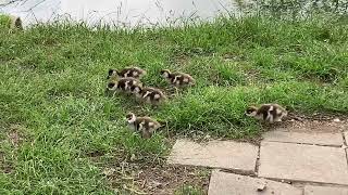 Mom walks 7 goslings right past where I was sitting [upl. by Nove627]