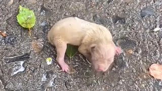 Newborn Puppy Crying For Help A Girl Passing By Heard Him [upl. by Lorac]