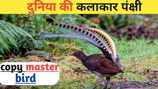 Lyrebird जो बच्चो की तरह रोती हैं about of Lyrebird birdaustralia birdfacts randam fact [upl. by Janeen]