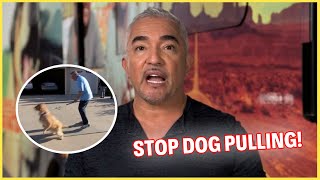 How To Stop Dogs From Pulling Their Leash  Dog Nation Episode 1  Part 3 [upl. by Eniaj490]