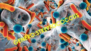 Genero Estreptococcus [upl. by Gnav]