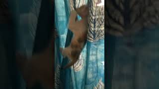 Sugar Cat🐈😹😘😻😽😺🤣catcatlikefunnyshortsshortsviralkittycomedycatvideoscatshortscatlovers [upl. by Anastos]