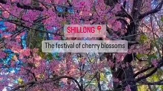 Shillong Cherry blossom Festival🌸MeghalayaShillongcherryblossom shillongmeghalayafestival [upl. by Chancelor]