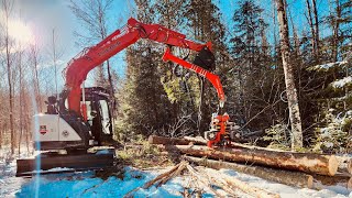 Nisula 425H harvester head on 75 ton excavator in Québec [upl. by Dauf713]