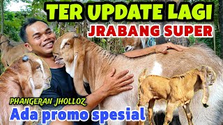 HARI INI SANGAT SPESIAL‼️BUKA HARGA KAMBING SUPER KOMPLIT LAGI [upl. by Ahtivak]