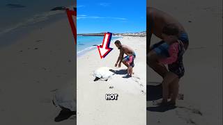 Sea turtle finally reunited with partner 😱 shorts seaturtles [upl. by Sulohcin]