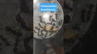 Giving my camponotus brasiliensis food ants feeding camponotus [upl. by Ringler]