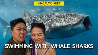 Swimming With WHALE SHARKS in Ningaloo Reef Western Australia [upl. by Seymour516]