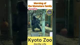 Morning of Momotaro Gorilla family  Kyoto Zoo  Kintaro shorts gorilla momotarofamily [upl. by Egiedan]