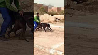 Dogs Race  Dog cartoon dog trending viral shortvideo ytshorts youtubeshort youtubeshorts [upl. by Roee]