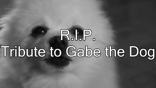 RIP Gabe the Dog Tribute [upl. by Enehs]