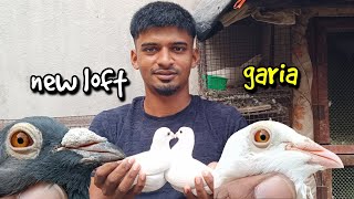 MADRASI PIGEON FOR SALE FROM SAHIL BHAI LOFT AT GARIA [upl. by Adnarem764]