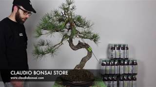 RINVASO PINO SILVESTRE BONSAI CB [upl. by Aititel]