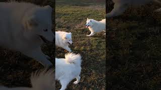 Happy and active Samoyed family dogshorts [upl. by Cuthbert]