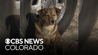 Colorado family wants justice after their dog is stolen from backyard and thrown from moving car [upl. by Eruza]