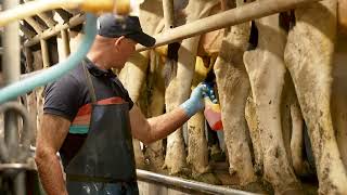 The milking process explained by Kildare dairy farmer Stephen Byrne [upl. by Diandra]