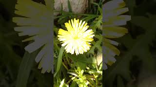 Taraxacum officinale  Dandelion  Mniszek lekarski 🌼 [upl. by Berti]