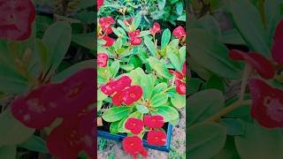 Euphorbia milli ❤️low maintenance flowering plants euphorbia floweringplants homegarden [upl. by Aikahs]