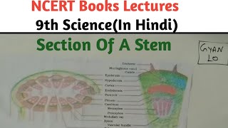 Hindi Section Of Stem  Class 9 Science  Biology [upl. by Lorrac]