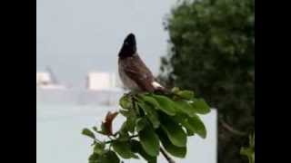 Red Vented bulbul [upl. by Perpetua]