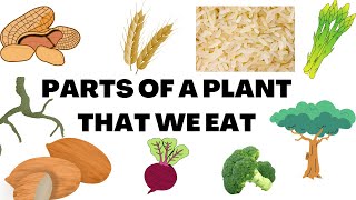 Parts Of Plant That We Eat  Where Do Plants Store Their Food  Edible Parts Of Plant [upl. by Arbe]