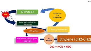 Ethylene biosynthesis pathway [upl. by Annij837]