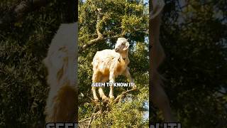 The TreeClimbing Goats of Morocco  Argan Tree Goat [upl. by Braswell]