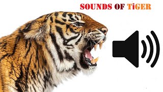 Tiger Sounds  All Types Of Sounds Make By Tigers [upl. by Eagle]