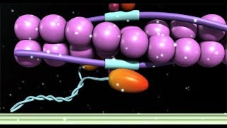 Muscular System Sliding Filament Theory [upl. by Paula369]