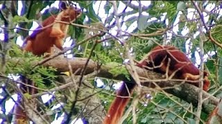 Courtship behaviour of the Malabar giant squirrel 🐿️ malabar squirrel courtship [upl. by Devon]