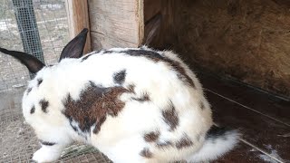 Breeding rabbits breedingbreedersrabbitsfarmlivingfarmslifemovingrabbitsrabbitslife [upl. by Eiloj]