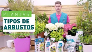 Arbustos para el jardín tipos y cuidados  Plantas en VERDECORA [upl. by Isabella]