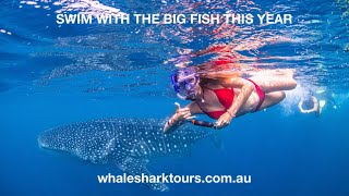 Imagine swimming with a Whale Shark on Ningaloo reef from Exmouth Western Australia [upl. by Ananna]