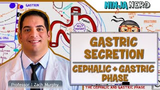 Gastrointestinal  Gastric Secretion The Cephalic amp Gastric Phase [upl. by Box924]