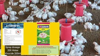 Chick Chick Sound CRD Probalams వస్తే ఎలా కంట్రోల్ చేసుకోవాలి JabbarPoultryFarm 7essential oils [upl. by Yahsed]