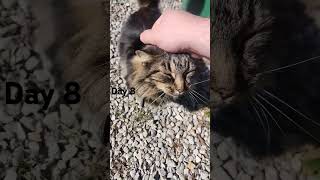 Petting my cat  Day 8 i lost track of days lol [upl. by Adnohsal]